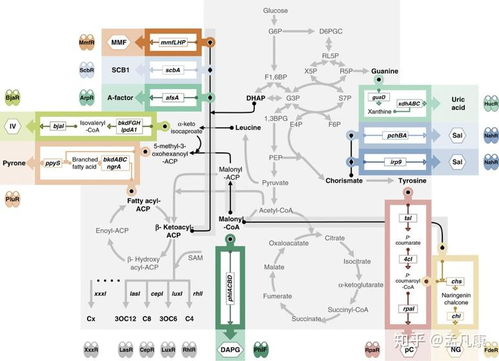 2020年合成生物學(xué)進展回顧 技術(shù)升級驅(qū)動領(lǐng)域跨越，通信系統(tǒng)集成帶來全新視野